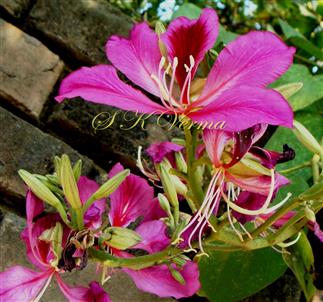  Flowers in inflorescence